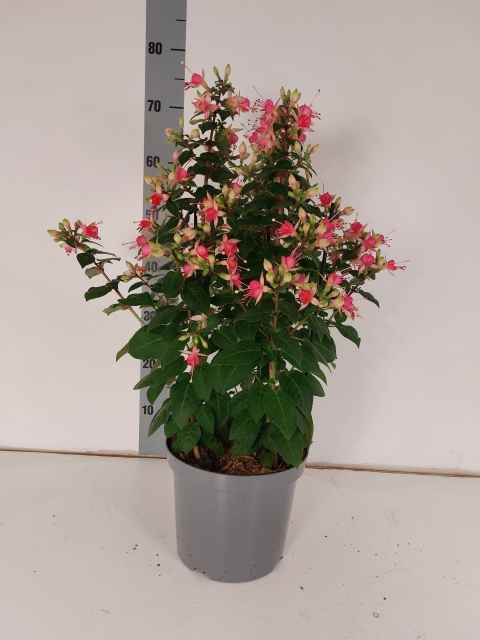 Горшечные цветы и растения оптом Fuchsia W Jubelteen от 1шт из Голландии с доставкой по России