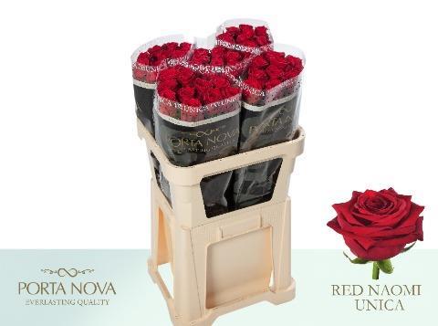 Срезанные цветы оптом Rosa large red naomi! Unica Porta Nova от 50шт из Голландии с доставкой по России
