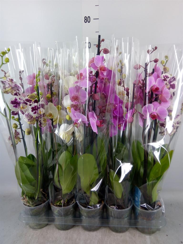 Горшечные цветы и растения оптом Phalaenopsis   ...mix  5 от 10шт из Голландии с доставкой по России