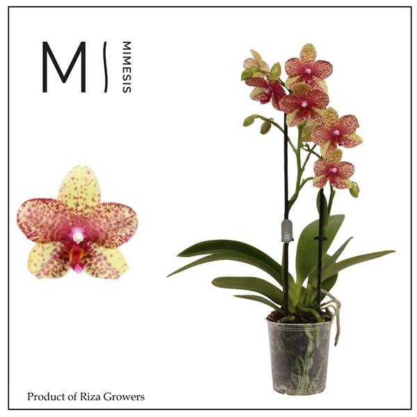 Горшечные цветы и растения оптом Phal 2st Grosseto (orchid 16+ Growers) от 12шт (для телеги) из Голландии с доставкой по России