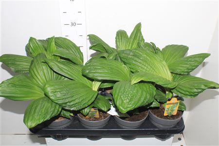 Горшечные цветы и растения оптом Palmata Jungle Drums * Novelty * Spring Deal * от 8шт из Голландии с доставкой по России