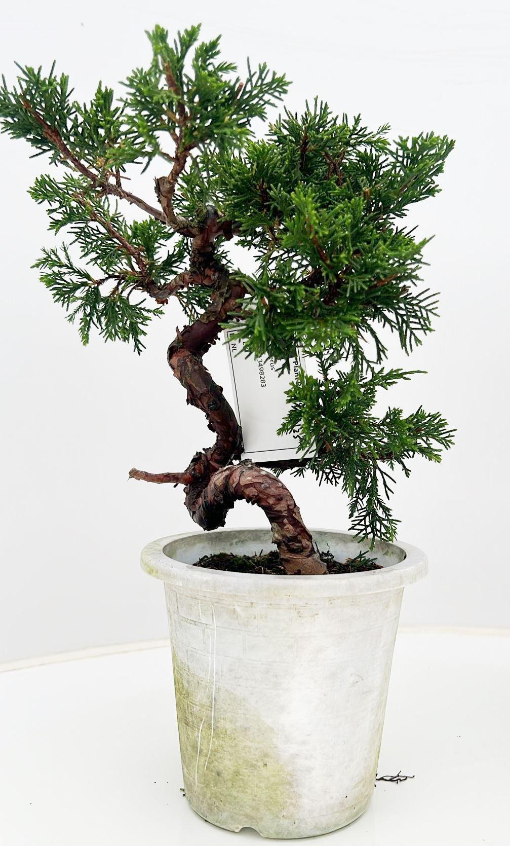 Горшечные цветы и растения оптом Bonsai Juniperus Chinensis от 5шт из Голландии с доставкой по России