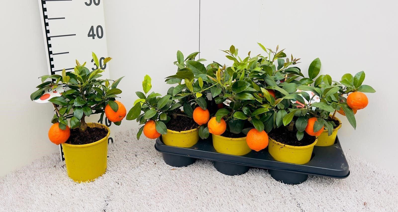 Горшечные цветы и растения оптом Citr Limetta от 6шт (для телеги) из Голландии с доставкой по России