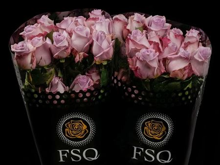 Срезанные цветы оптом Rosa ec ocean song от 40шт из Голландии с доставкой по России