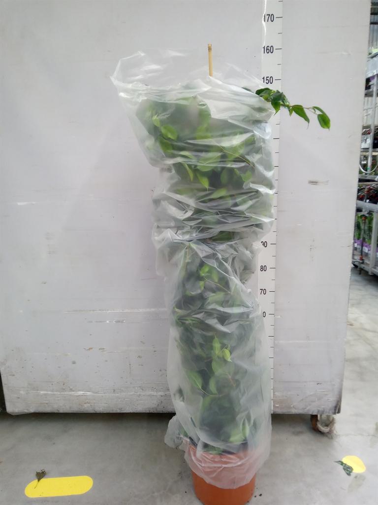 Горшечные цветы и растения оптом Ficus Be Danielle от 1шт из Голландии с доставкой по России