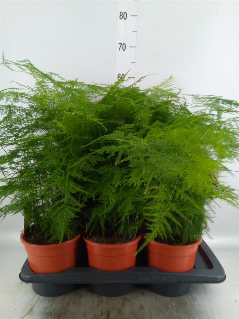 Горшечные цветы и растения оптом Asparagus Setaceus от 6шт из Голландии с доставкой по России