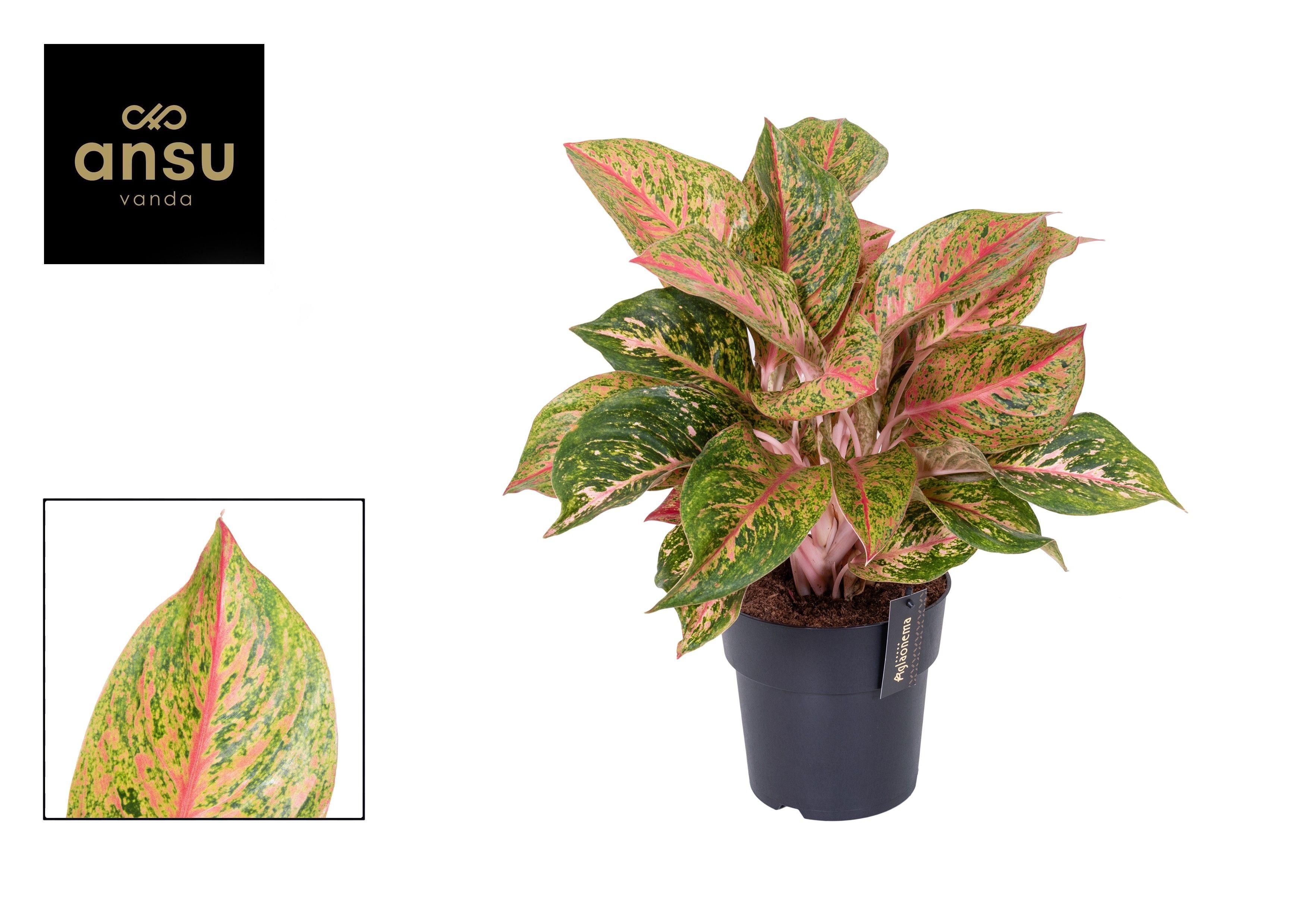 Горшечные цветы и растения оптом Aglaonema Samba Red от 3шт из Голландии с доставкой по России