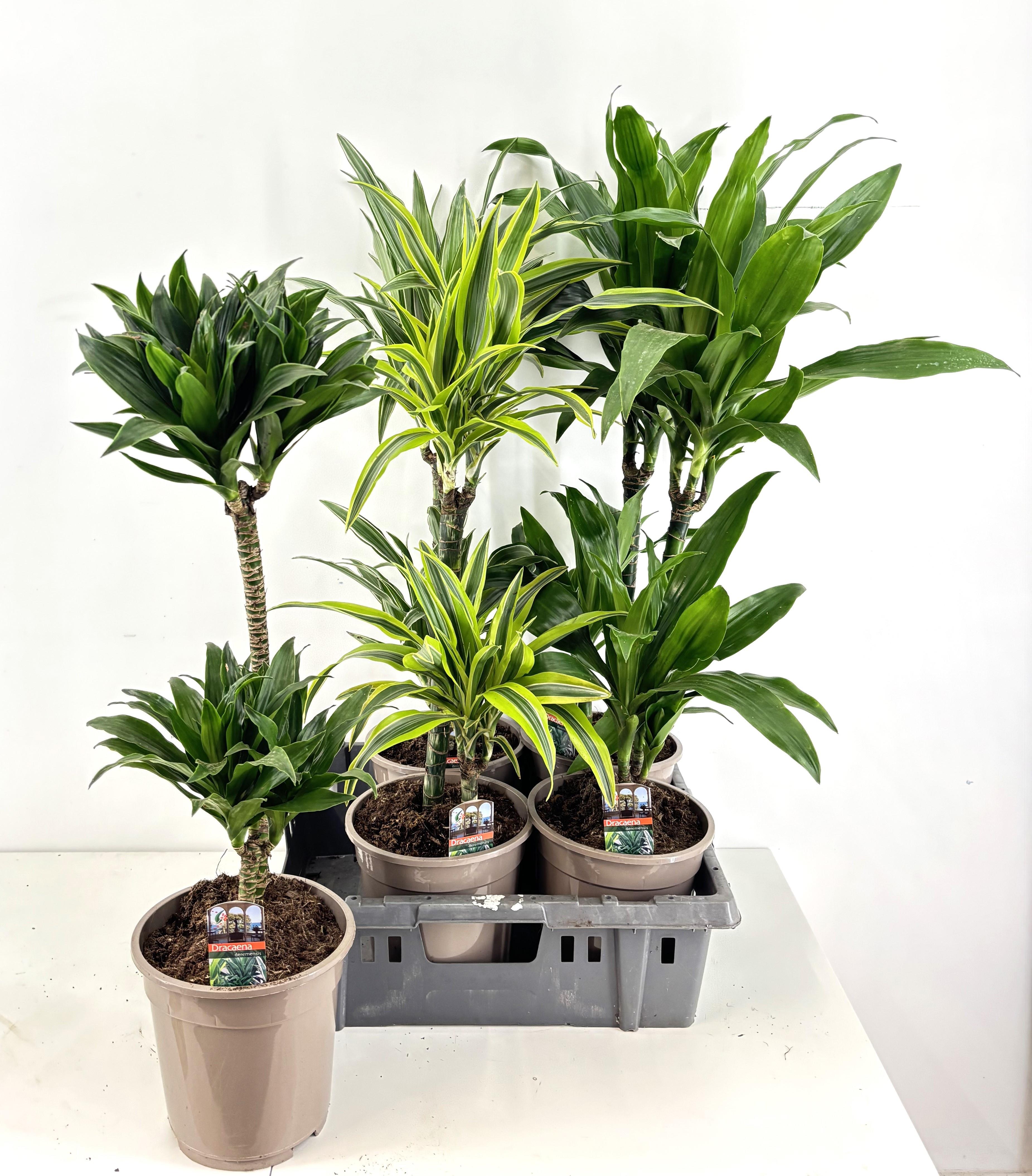 Горшечные цветы и растения оптом Dra De Ov Gem от 5шт из Голландии с доставкой по России