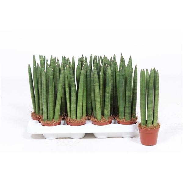 Горшечные цветы и растения оптом Sansevieria Straight от 16шт (для телеги) из Голландии с доставкой по России