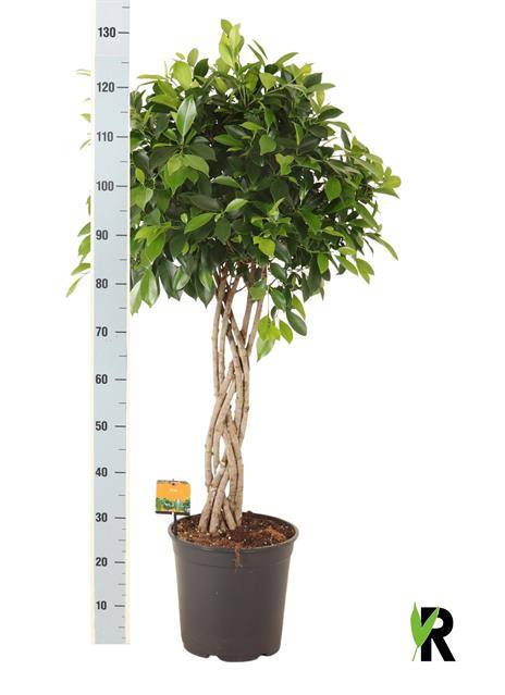 Горшечные цветы и растения оптом Ficus Microcarpa от 1шт из Голландии с доставкой по России