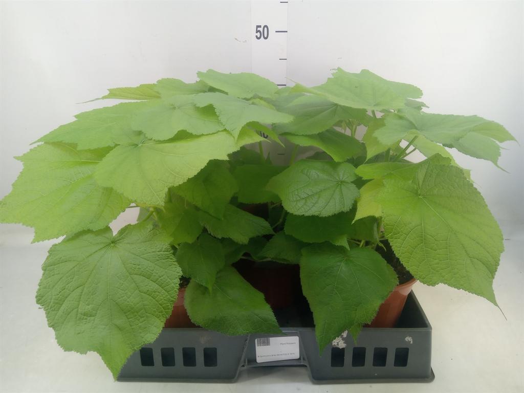 Горшечные цветы и растения оптом Sparrmannia Africana от 5шт из Голландии с доставкой по России