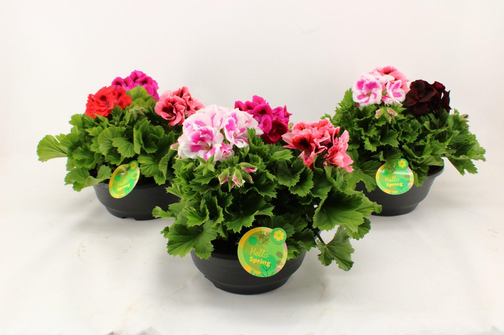 Горшечные цветы и растения оптом Pel Gr Ov от 3шт из Голландии с доставкой по России