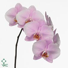 Срезанные цветы оптом Phalaenopsis manila (per flower) от 25шт из Голландии с доставкой по России