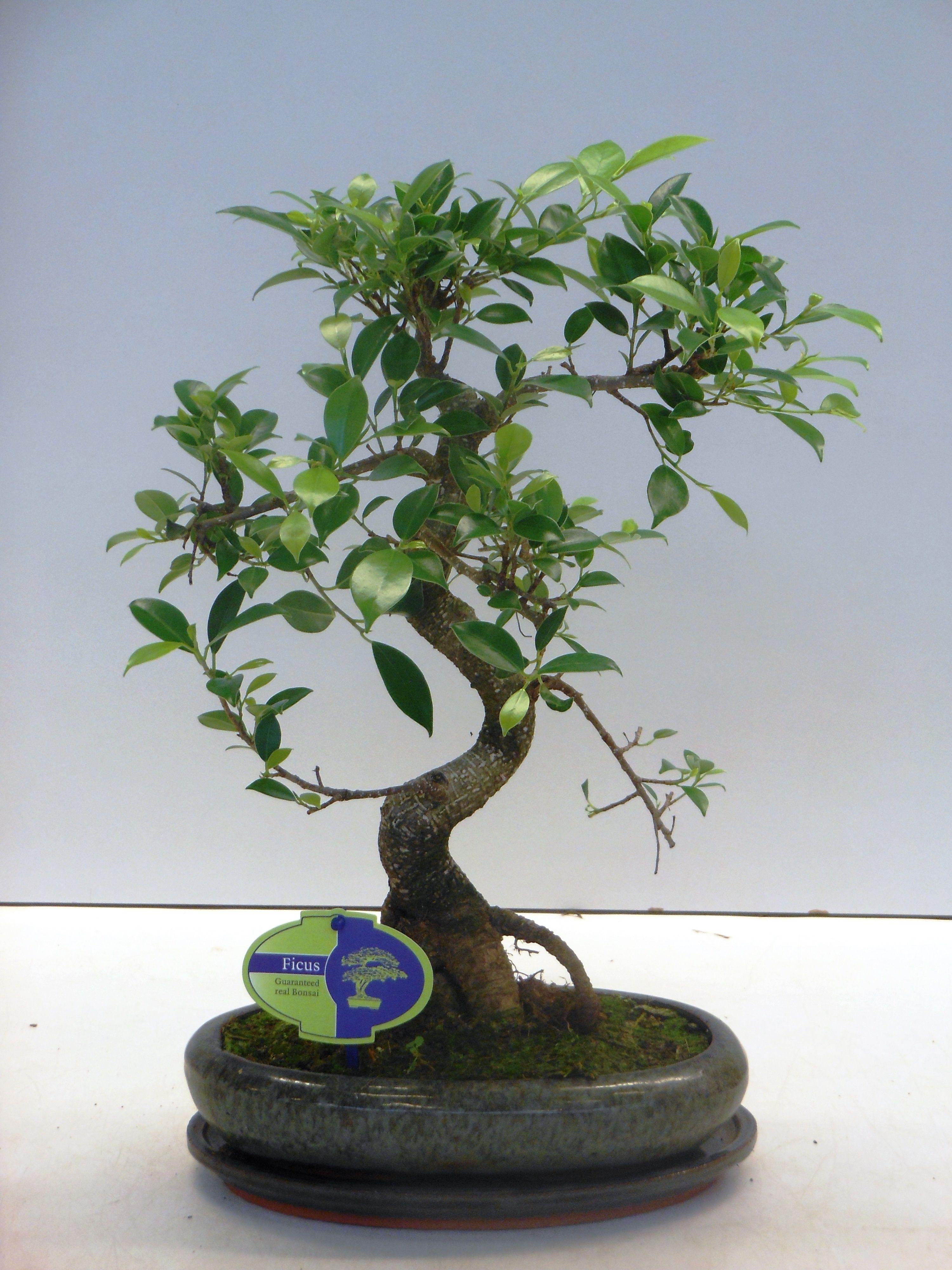 Горшечные цветы и растения оптом Bonsai Ficus Retusa Shape With Drip Tray от 4шт из Голландии с доставкой по России