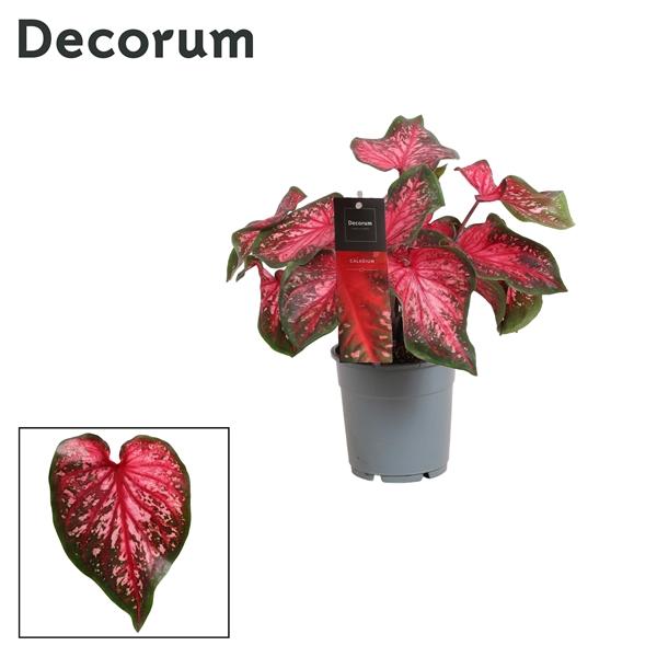 Горшечные цветы и растения оптом Caladium Scarlet Flame (decorum) от 10шт из Голландии с доставкой по России
