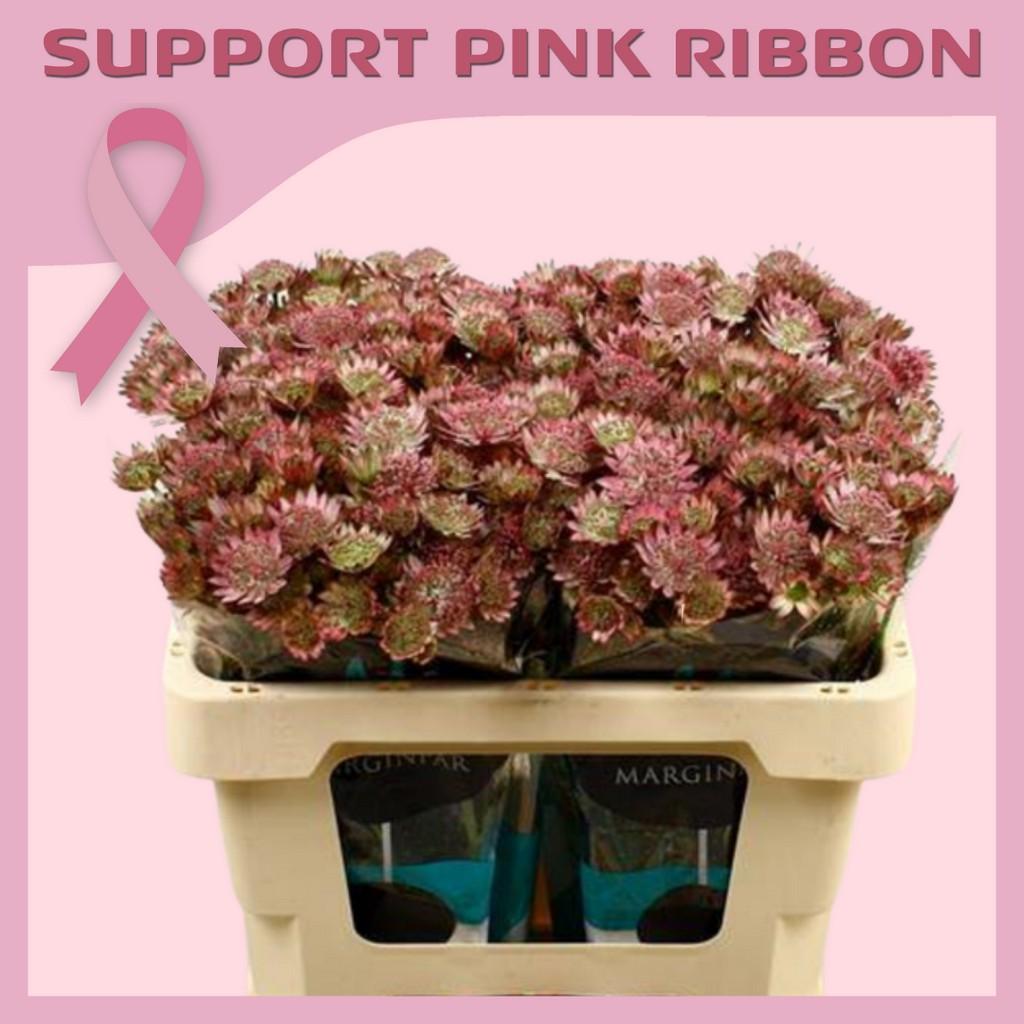 Срезанные цветы оптом Astrantia roma от 100шт из Голландии с доставкой по России