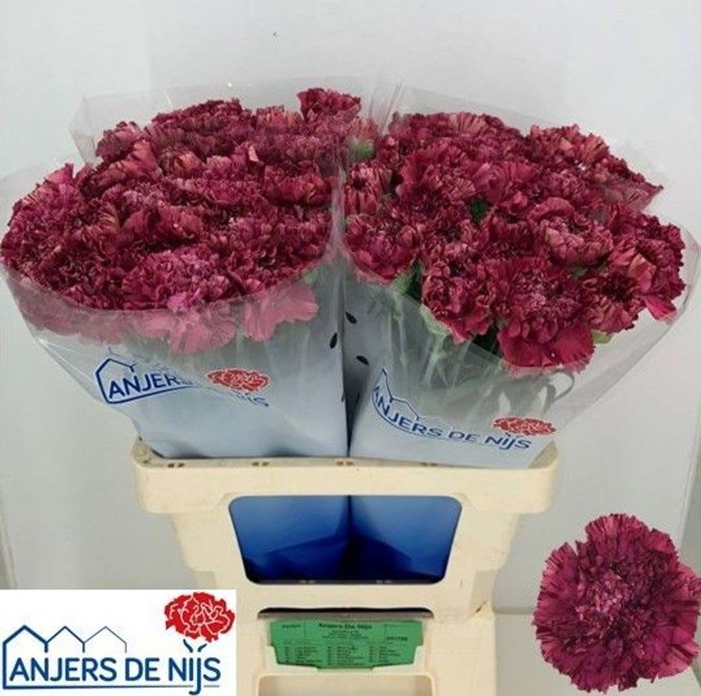 Срезанные цветы оптом Dianthus st viper wine от 80шт.. из Голландии с доставкой по России