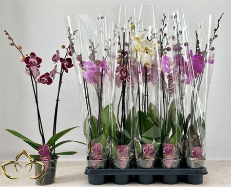 Горшечные цветы и растения оптом ** Phal Gem 2 Branches 16+ *spring Deal* от 10шт из Голландии с доставкой по России