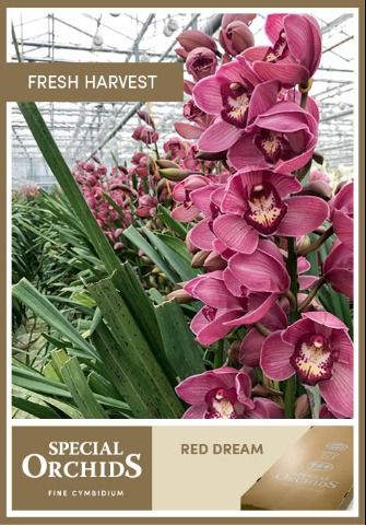 Срезанные цветы оптом Cymbidium red dream от 10шт из Голландии с доставкой по России