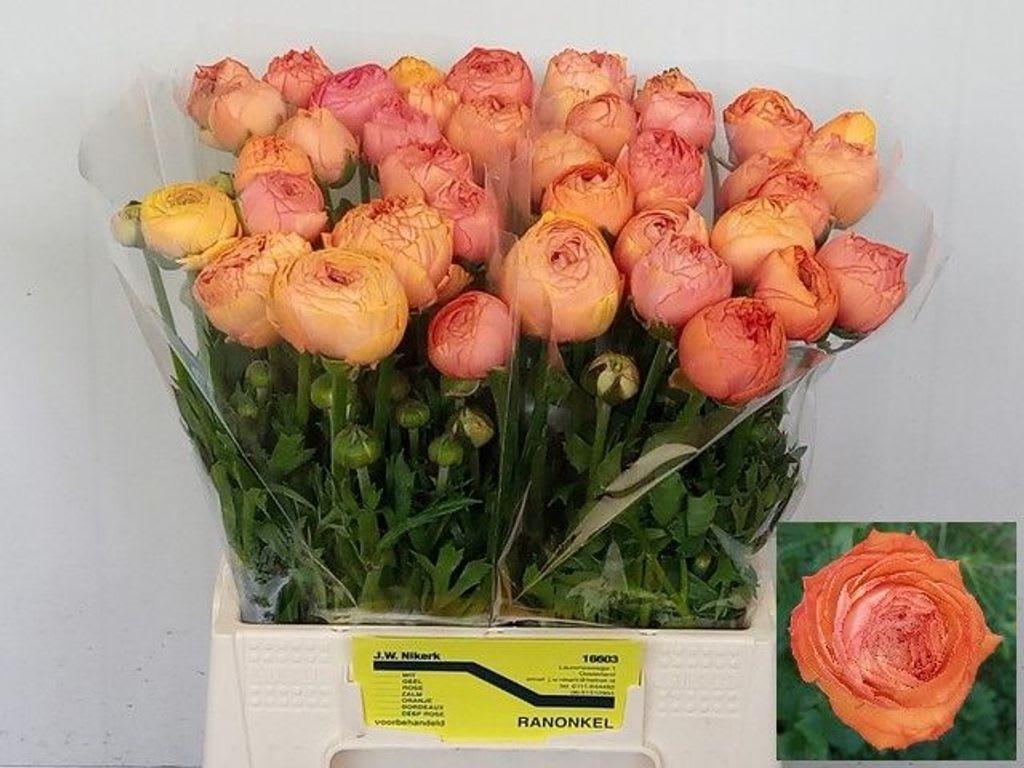 Срезанные цветы оптом Ranunculus aazur salmon от 40шт из Голландии с доставкой по России