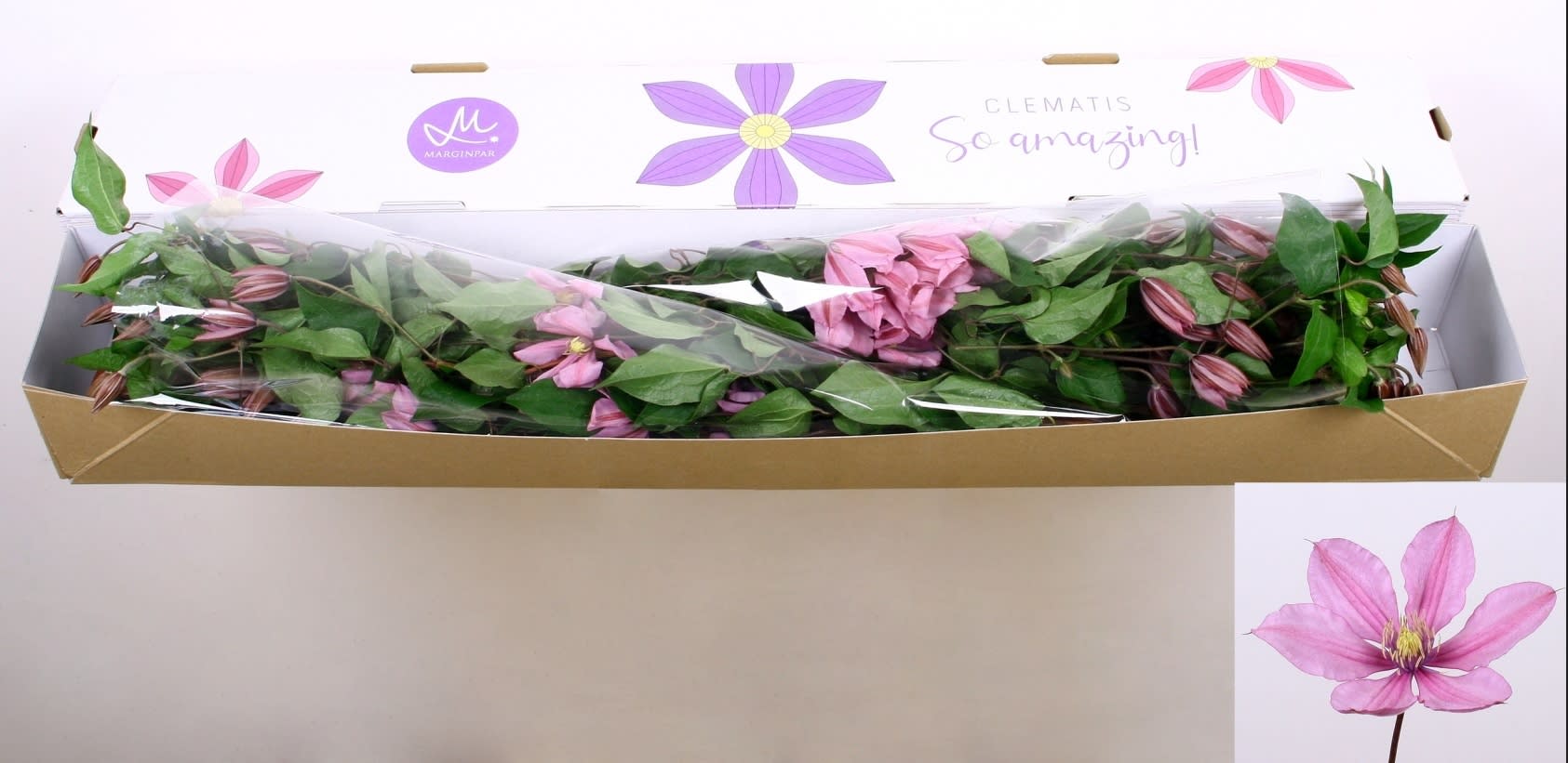 Срезанные цветы оптом Clematis amazing tokyo от 20шт из Голландии с доставкой по России