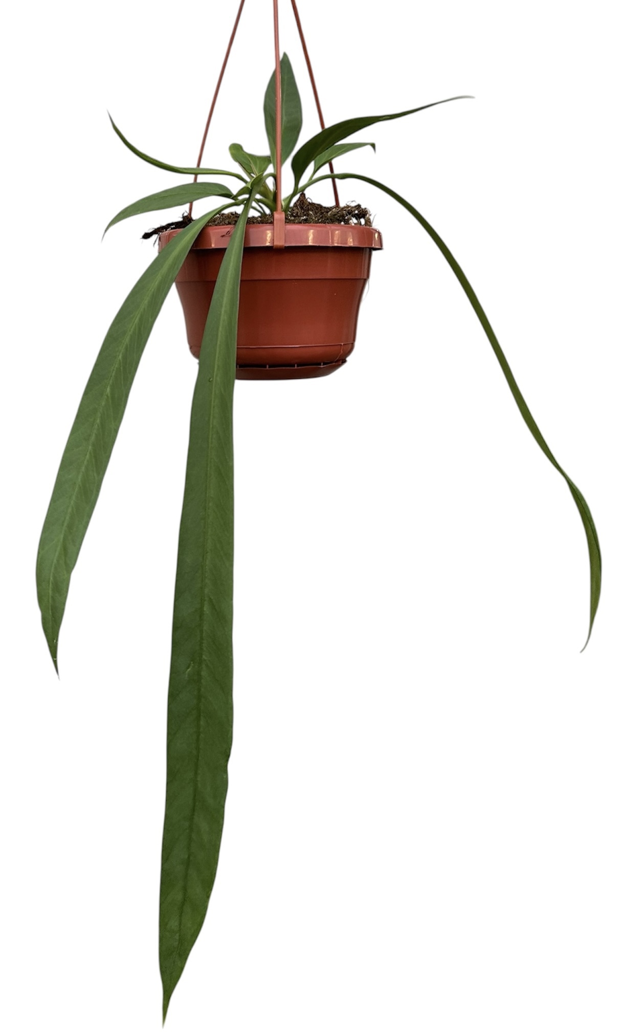 Горшечные цветы и растения оптом Anthurium Vittarifolium от 1шт из Голландии с доставкой по России