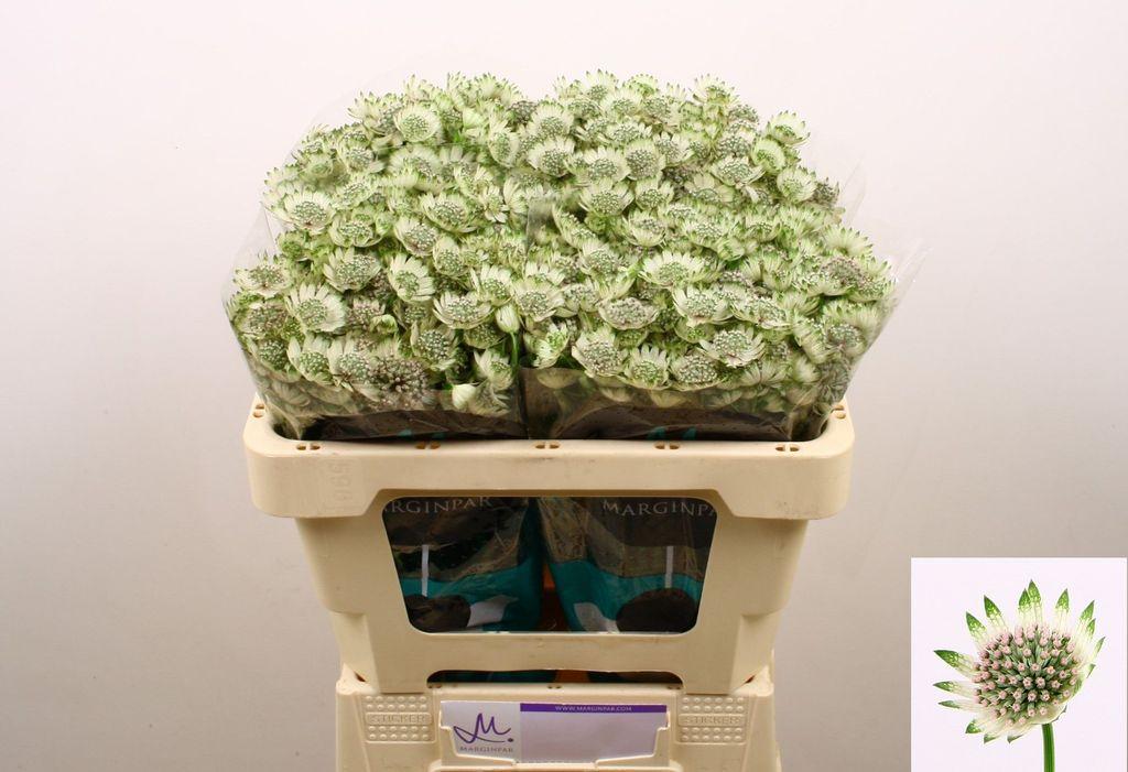 Срезанные цветы оптом Astrantia billion stars xl от 100шт из Голландии с доставкой по России