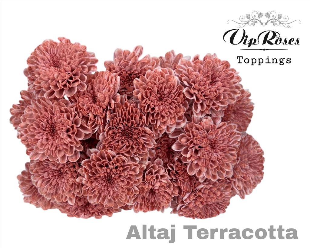 Срезанные цветы оптом Chrys sp paint altaj terracotta от 20шт из Голландии с доставкой по России