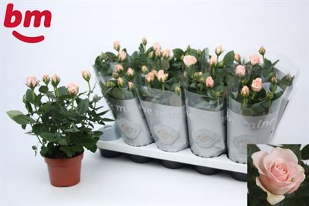 Горшечные цветы и растения оптом Rosa Beau Monde Light Pink от 10шт из Голландии с доставкой по России