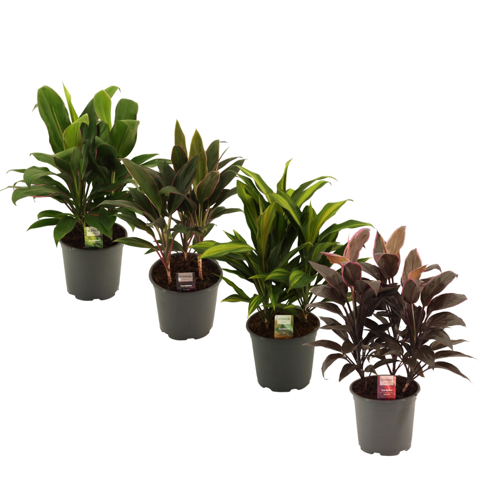 Горшечные цветы и растения оптом Cordyline Mix 3pp от 5шт из Голландии с доставкой по России