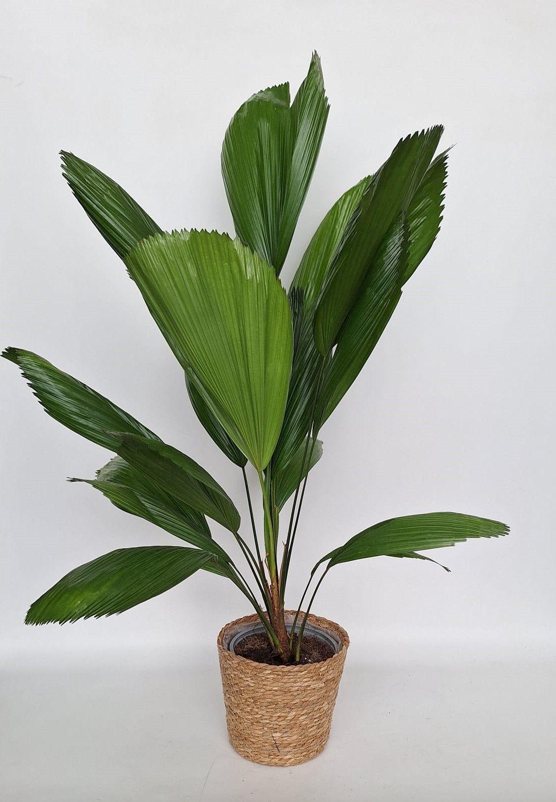 Горшечные цветы и растения оптом Licuala от 2шт из Голландии с доставкой по России