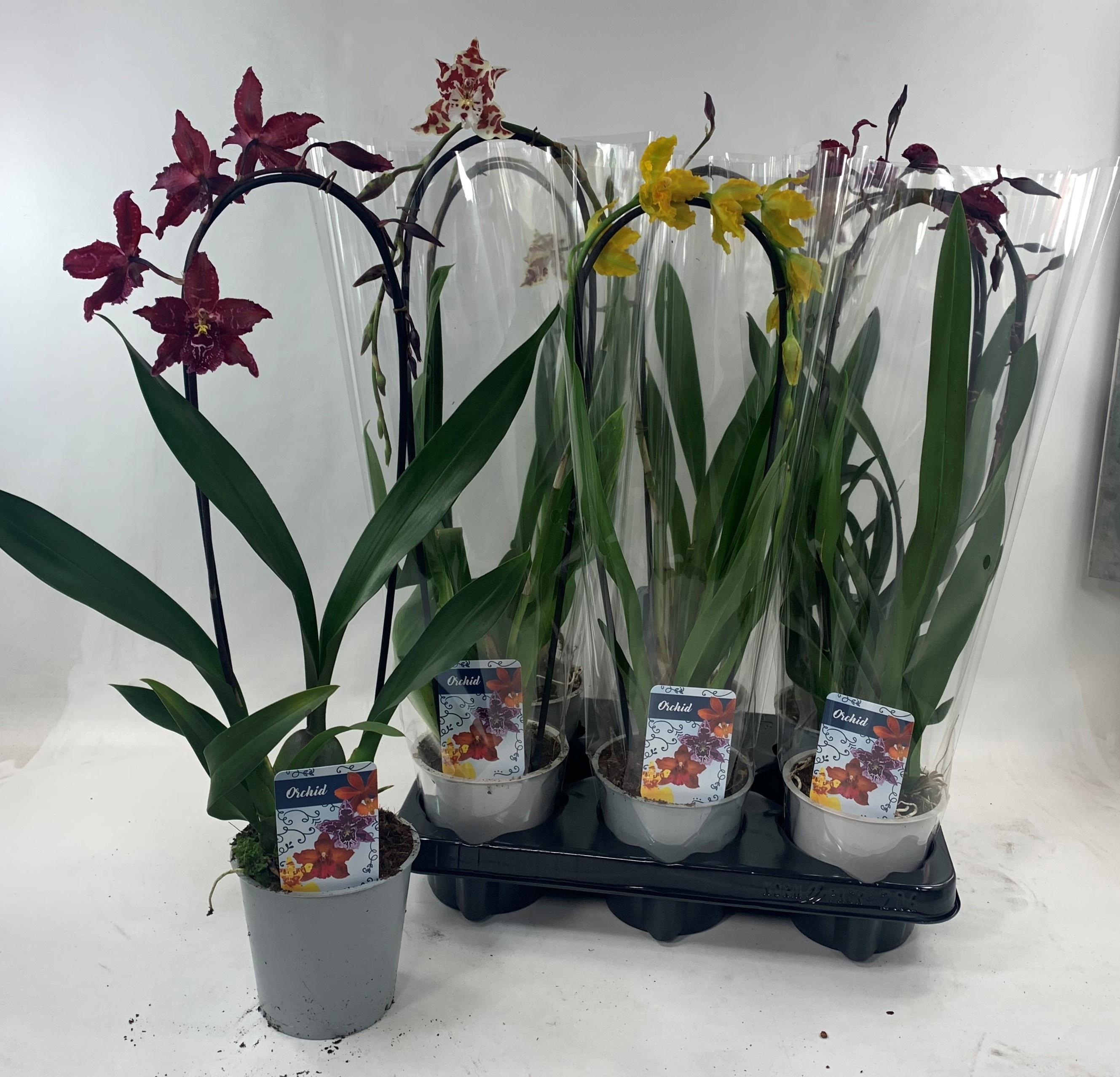 Горшечные цветы и растения оптом Orchideeen Gem от 6шт из Голландии с доставкой по России