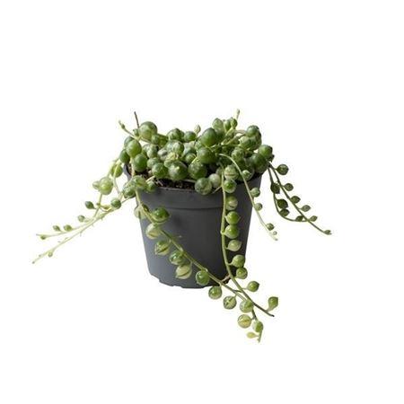 Горшечные цветы и растения оптом Senecio Herreianus Variegata от 20шт (для телеги) из Голландии с доставкой по России Горшечные цветы и растения оптом Senecio Herreianus Variegata от 20шт (для телеги) из Голландии с доставкой по России