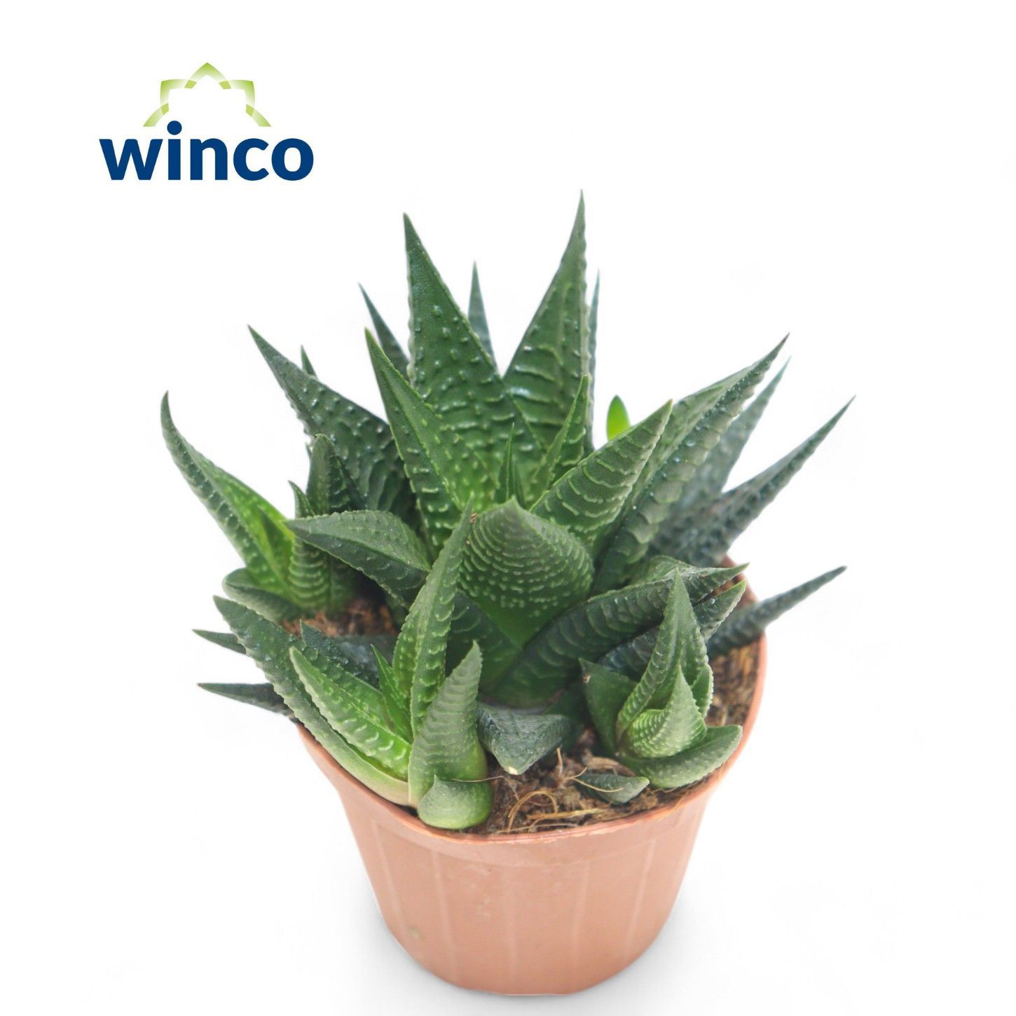 Горшечные цветы и растения оптом Haworthia Limifolia от 18шт (для телеги) из Голландии с доставкой по России