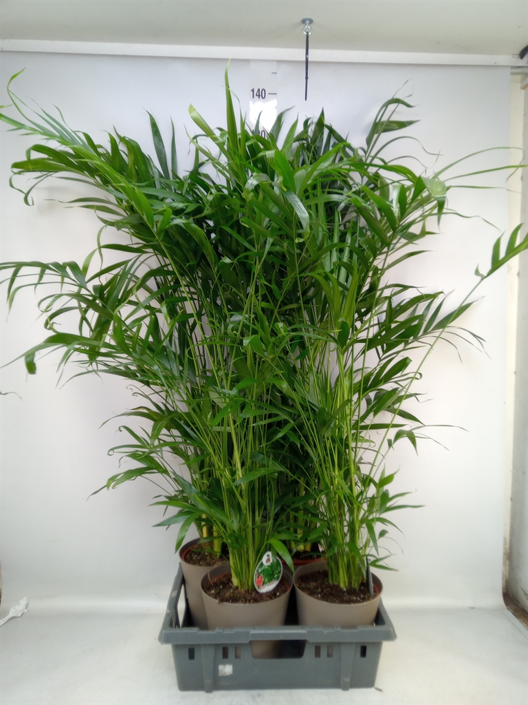 Горшечные цветы и растения оптом Chamaedorea Cataractarum от 4шт из Голландии с доставкой по России