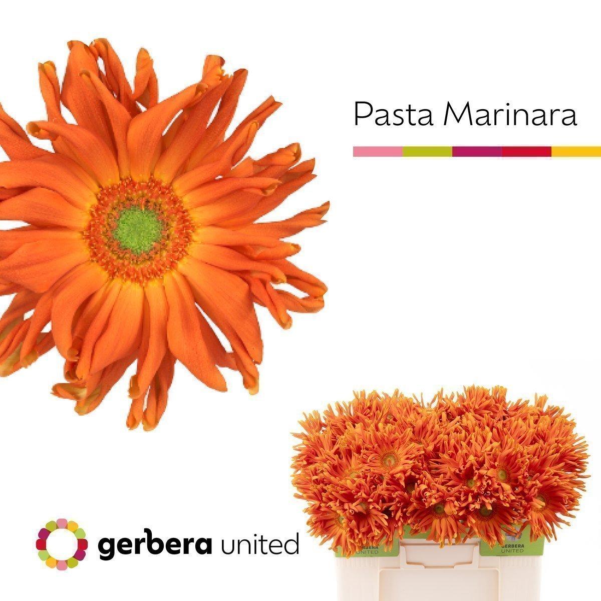 Срезанные цветы оптом Gerbera pasta marinara от 50шт из Голландии с доставкой по России