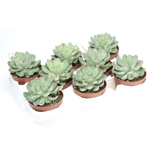 Горшечные цветы и растения оптом Echeveria Pelucida от 8шт из Голландии с доставкой по России