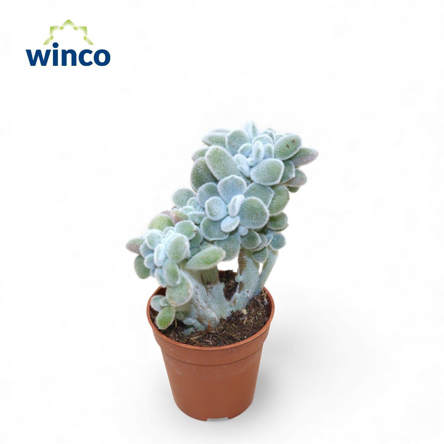 Горшечные цветы и растения оптом Echev Frosty от 20шт (для телеги) из Голландии с доставкой по России