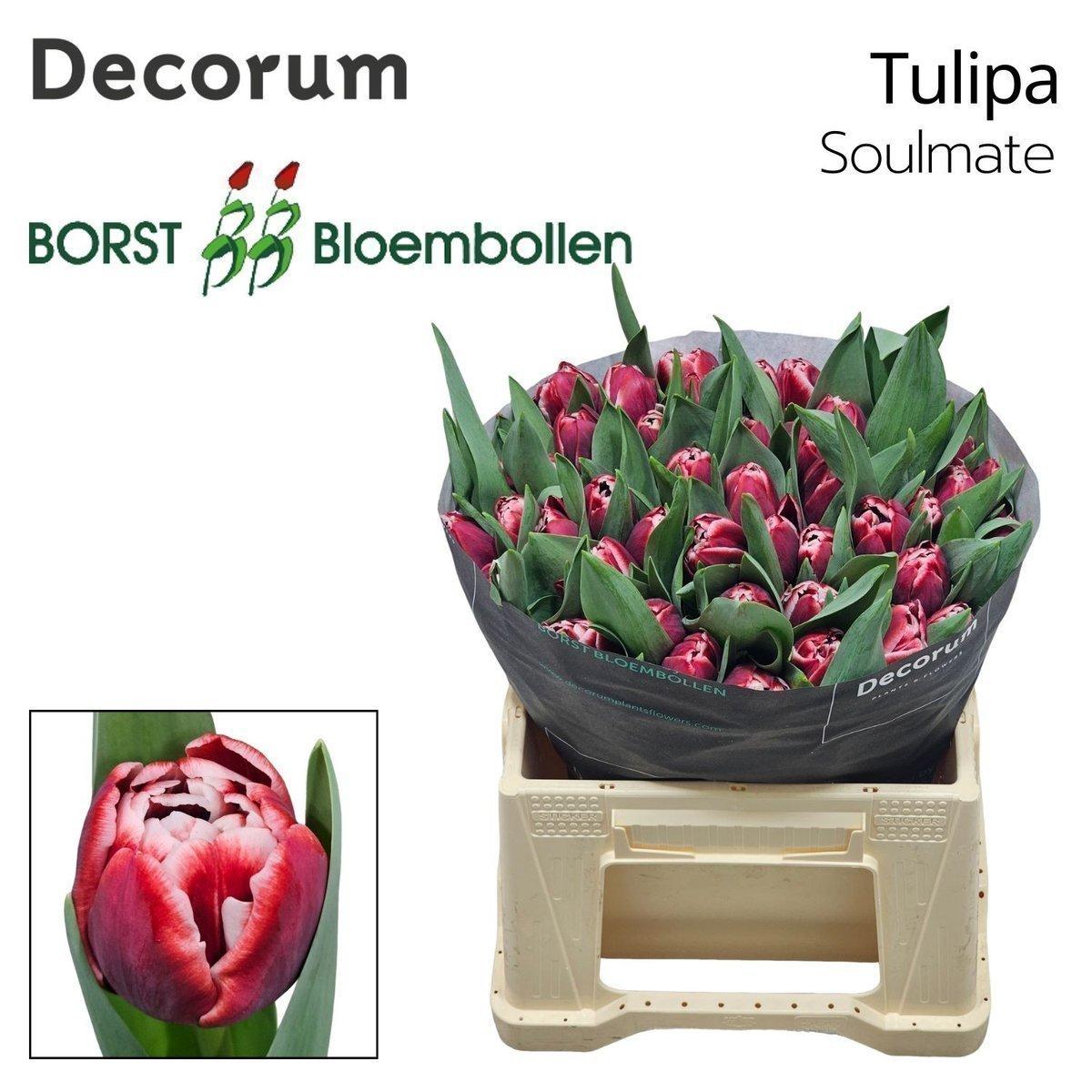 Срезанные цветы оптом Tulipa do soulmate от 50шт из Голландии с доставкой по России