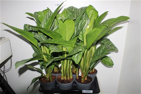 Горшечные цветы и растения оптом Aglao Stripes от 6шт из Голландии с доставкой по России