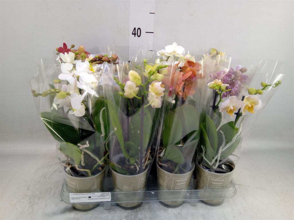 Горшечные цветы и растения оптом Phalaenopsis   ...mix от 12шт (для телеги) из Голландии с доставкой по России