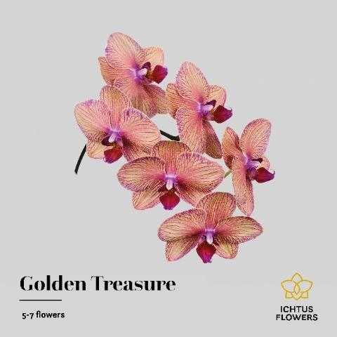 Срезанные цветы оптом Phalaenopsis golden treasure (per stem) от 24шт из Голландии с доставкой по России
