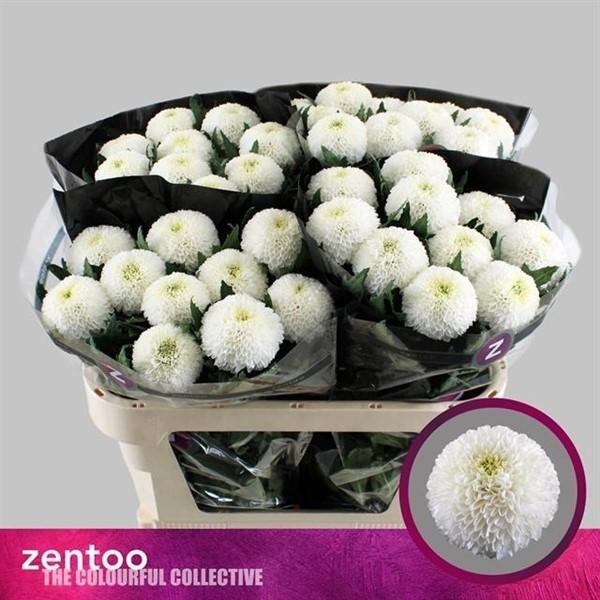 Срезанные цветы оптом Chrys bl superbowl от 40шт. из Голландии с доставкой по России