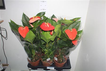 Горшечные цветы и растения оптом Anthu An Gem 3 Kl 4-5+ от 6шт из Голландии с доставкой по России