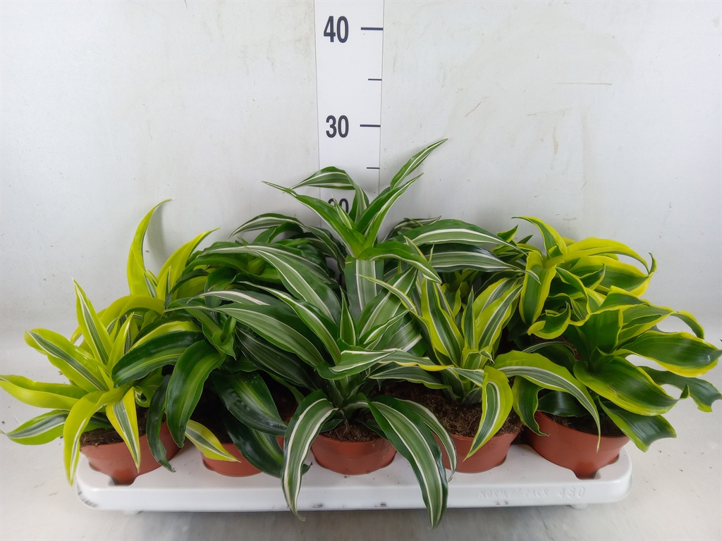Горшечные цветы и растения оптом Dracaena   ...mix от 10шт из Голландии с доставкой по России