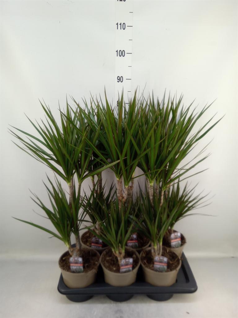 Горшечные цветы и растения оптом Dracaena Marg. от 6шт из Голландии с доставкой по России