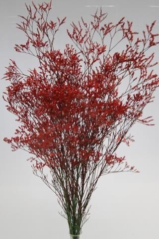 Срезанные цветы оптом Limonium paint red от 50шт. из Голландии с доставкой по России