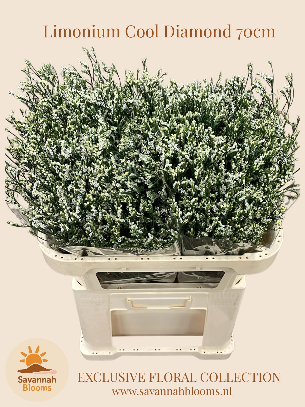 Срезанные цветы оптом Limonium cool diamond от 50шт из Голландии с доставкой по России