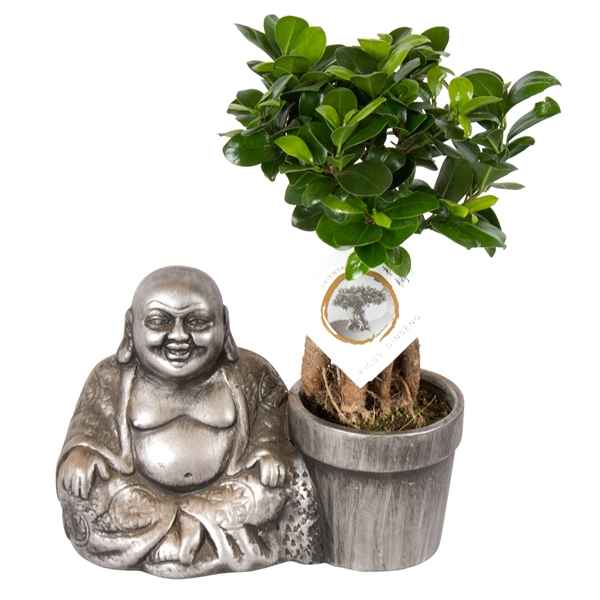 Горшечные цветы и растения оптом Ficus Ginseng In Chinese Buddha от 6шт из Голландии с доставкой по России