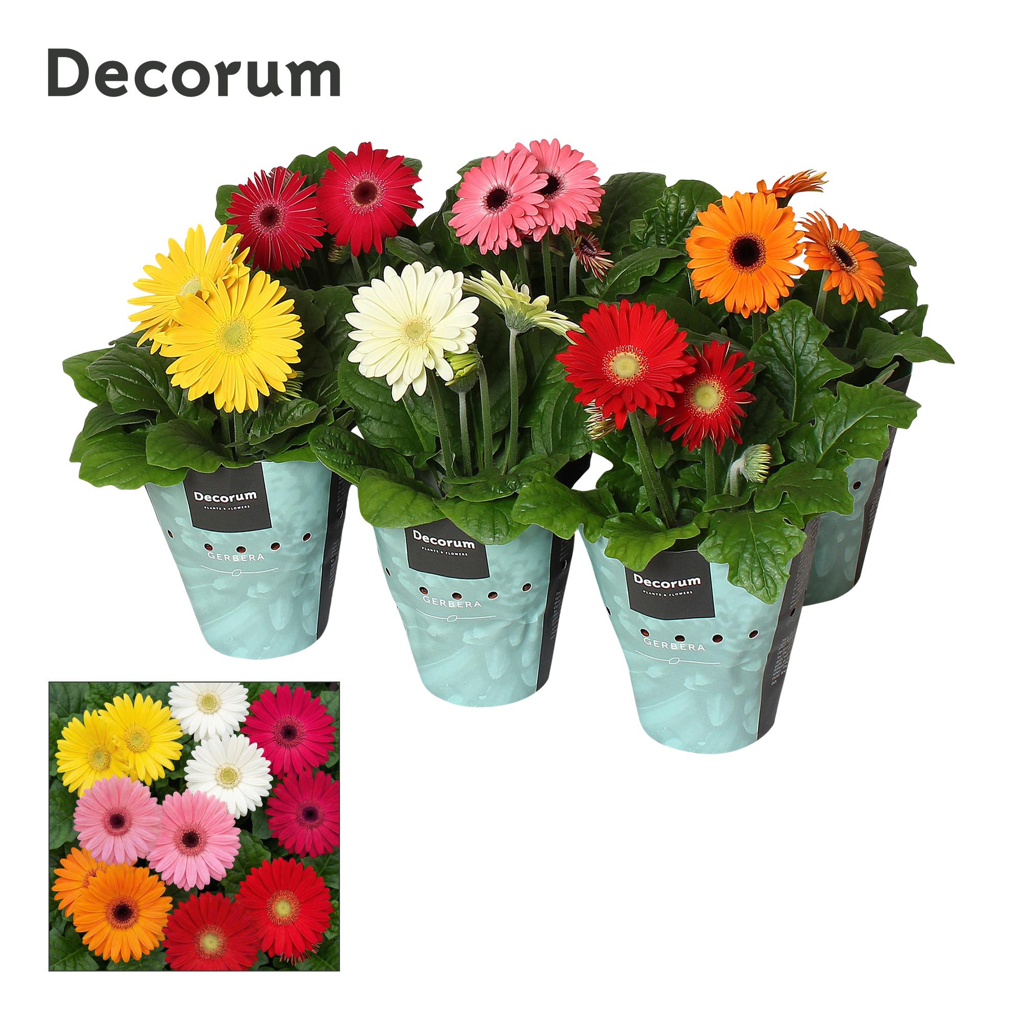 Горшечные цветы и растения оптом Gerbera Mix 3+ Potcover (decorum) от 9шт (для телеги) из Голландии с доставкой по России